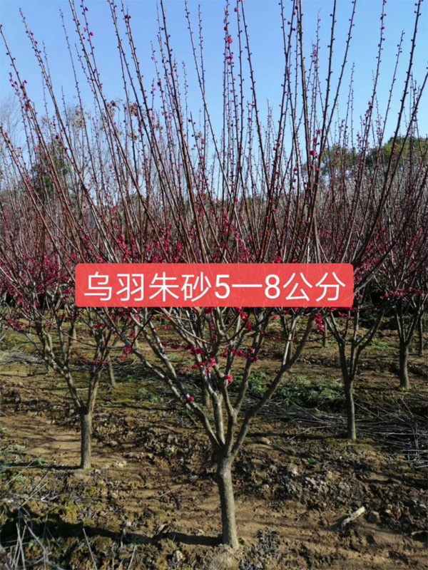 5ԭt÷䣿